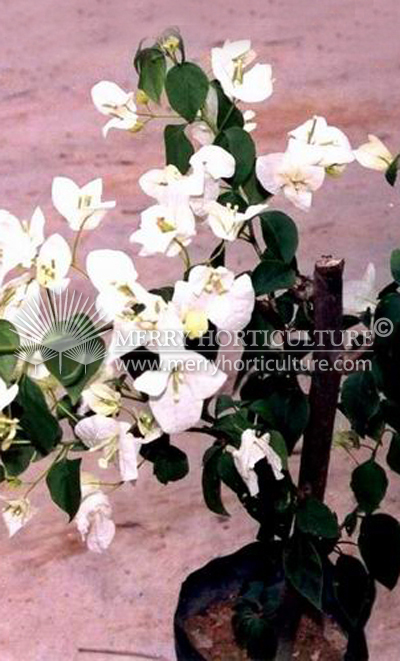 Bougainvillea Mary Palmer White